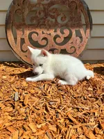 Luna boy 3, a male Siberian Husky for sale in Pittsville, WI – 2 of 2