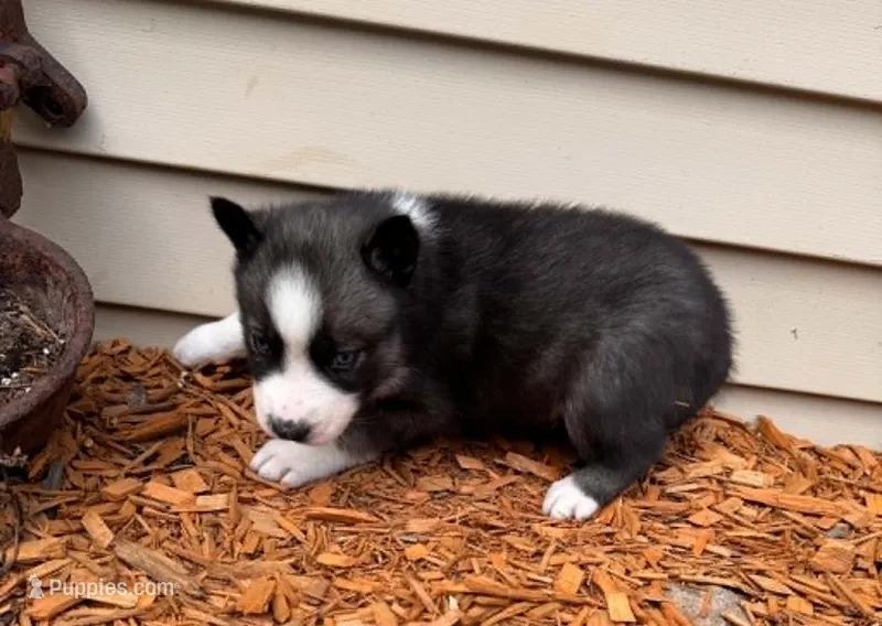Nightmare boy 3 – Siberian Husky puppy for sale in Pittsville, WI
