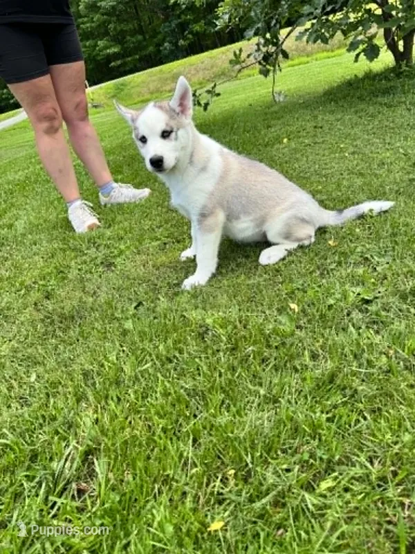 Boba boy 3 – Siberian Husky puppy for sale in Pittsville, WI