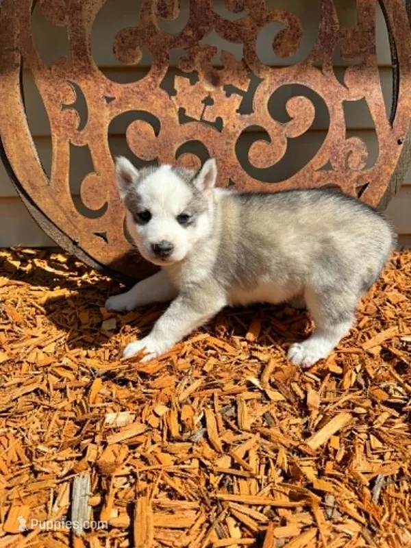 Boba boy 3 – Siberian Husky puppy for sale in Pittsville, WI