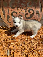 Boba boy 3, a male Siberian Husky for sale in Pittsville, WI – 2 of 6