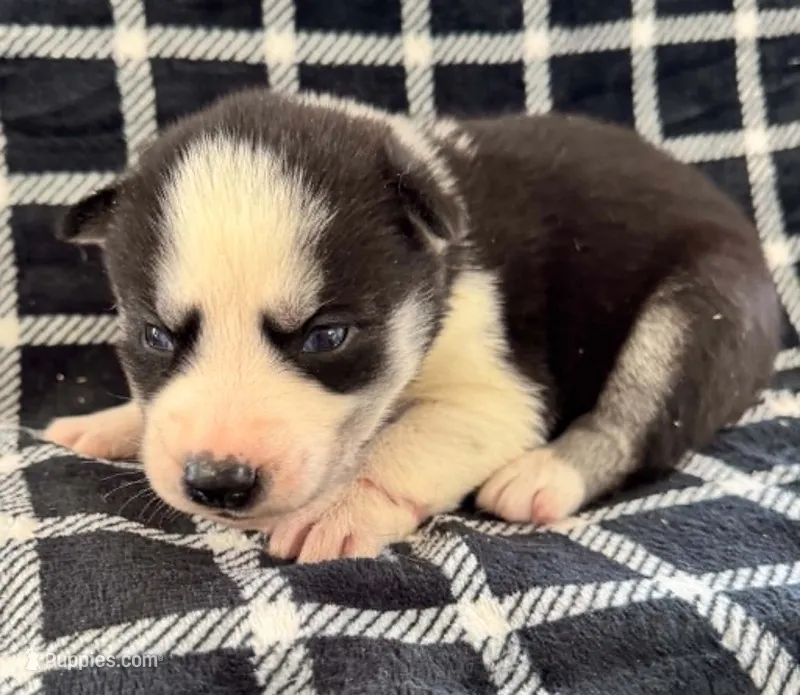 Kova boy 6 – Siberian Husky puppy for sale in Pittsville, WI