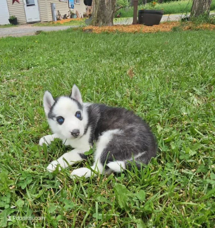 Boba boy 5 – Siberian Husky puppy for sale in Pittsville, WI