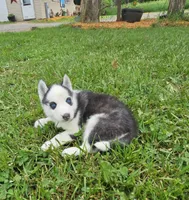Boba boy 5, a male Siberian Husky for sale in Pittsville, WI – 2 of 7