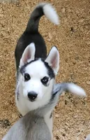Boba boy 5, a male Siberian Husky for sale in Pittsville, WI – 3 of 10