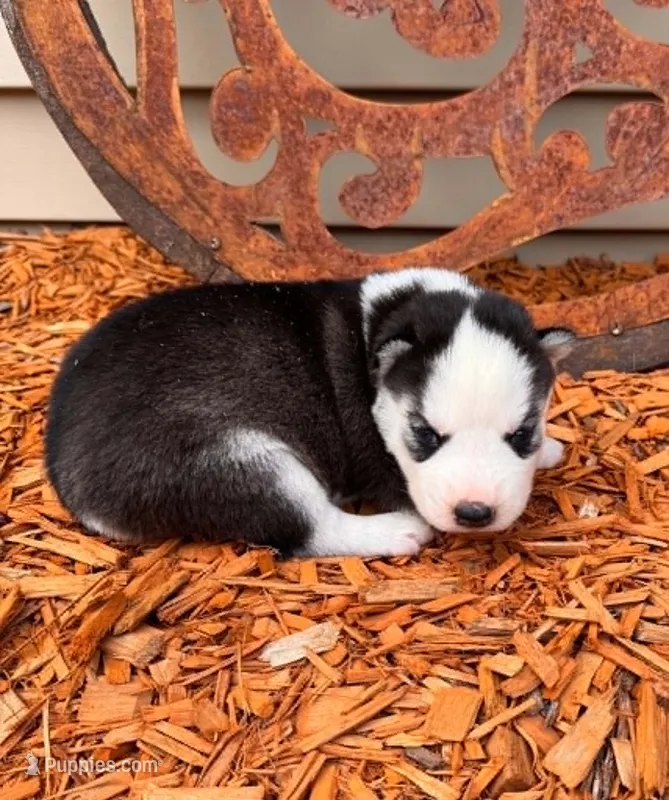Annabelle girl 2 – Siberian Husky puppy for sale in Pittsville, WI