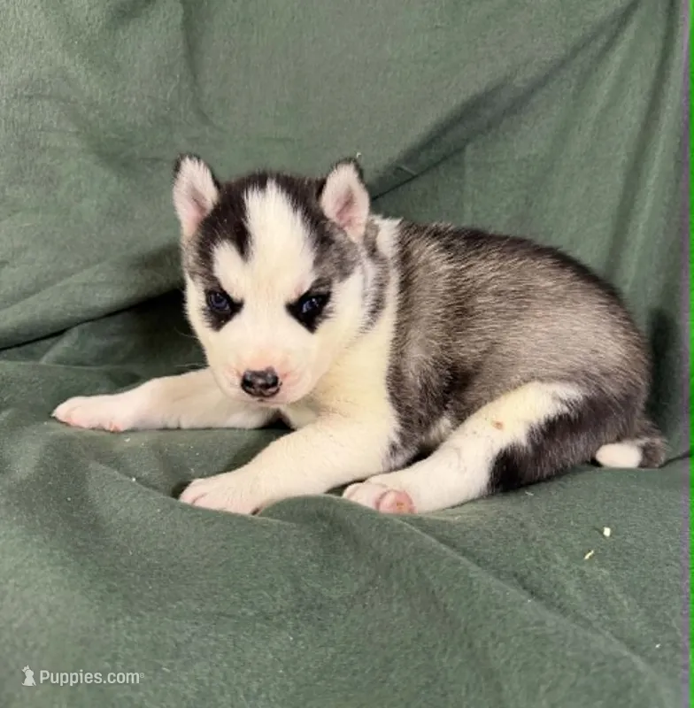 Boba girl 4 – Siberian Husky puppy for sale in Pittsville, WI