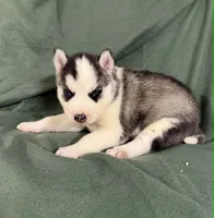 Boba girl 4, a female Siberian Husky for sale in Pittsville, WI – 4 of 7