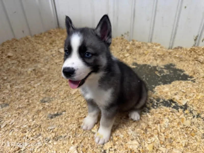 Nightmare boy 3 – Siberian Husky puppy for sale in Pittsville, WI