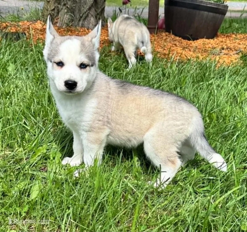 Boba boy 2 – Siberian Husky puppy for sale in Pittsville, WI