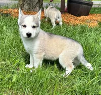 Boba boy 2, a male Siberian Husky for sale in Pittsville, WI – 1 of 7