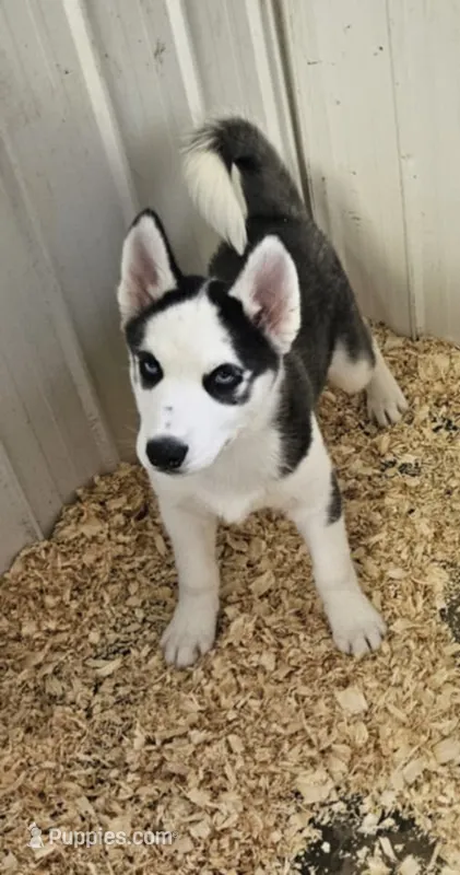 Boba boy 5 – Siberian Husky puppy for sale in Pittsville, WI