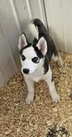 Boba boy 5, a male Siberian Husky for sale in Pittsville, WI – 2 of 10