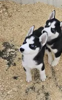 Kova girl 3, a female Siberian Husky for sale in Pittsville, WI – 4 of 10