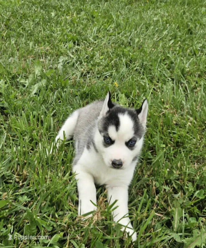 Boba girl 4 – Siberian Husky puppy for sale in Pittsville, WI