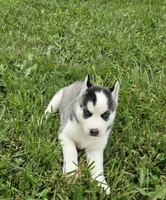Boba girl 4, a female Siberian Husky for sale in Pittsville, WI – 2 of 7