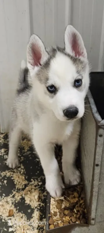 Luna boy 3 – Siberian Husky puppy for sale in Pittsville, WI