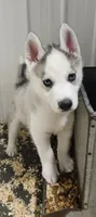 Luna boy 1, a male Siberian Husky for sale in Pittsville, WI – 2 of 3