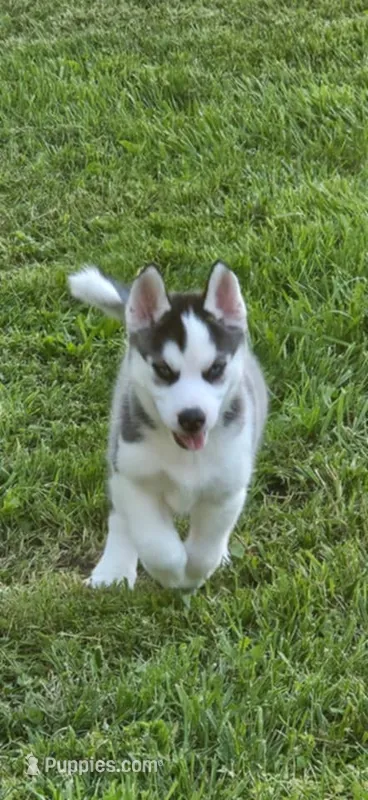Boba girl 4 – Siberian Husky puppy for sale in Pittsville, WI