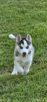 Boba girl 4, a female Siberian Husky for sale in Pittsville, WI – 1 of 7
