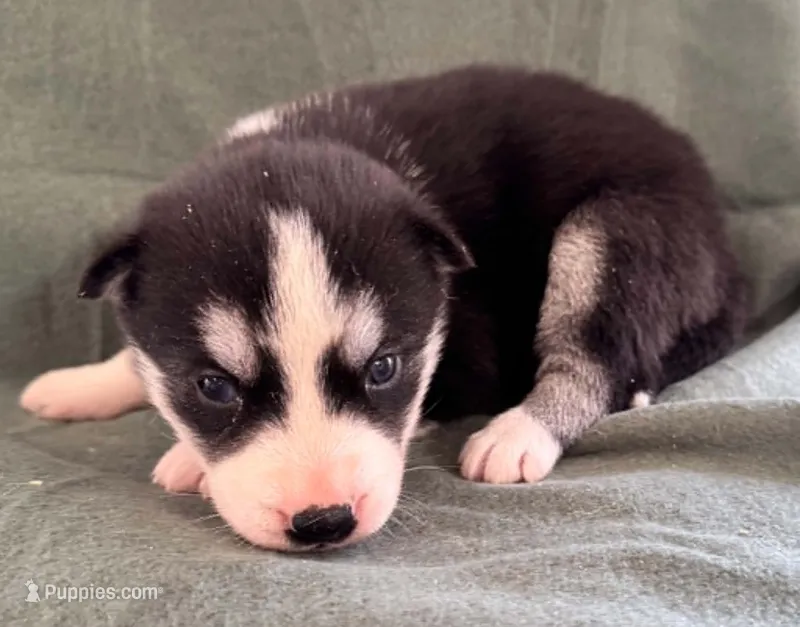 Kova girl 1 – Siberian Husky puppy for sale in Pittsville, WI