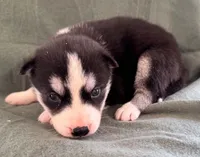 Kova girl 1, a female Siberian Husky for sale in Pittsville, WI – 7 of 10