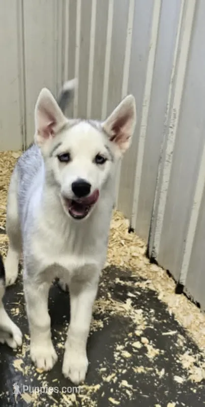 Boba girl 1 – Siberian Husky puppy for sale in Pittsville, WI