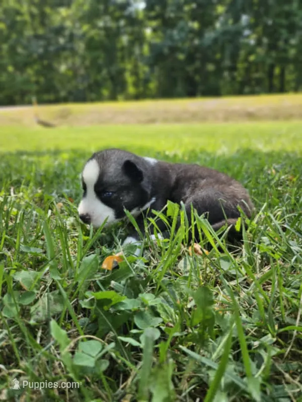 Nightmare boy 3 – Siberian Husky puppy for sale in Pittsville, WI