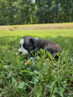Nightmare boy 3, a male Siberian Husky for sale in Pittsville, WI – 3 of 4