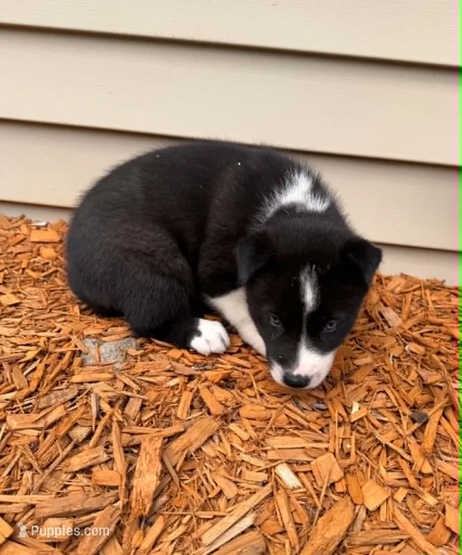 Nightmare boy 2 – Siberian Husky puppy for sale in Pittsville, WI