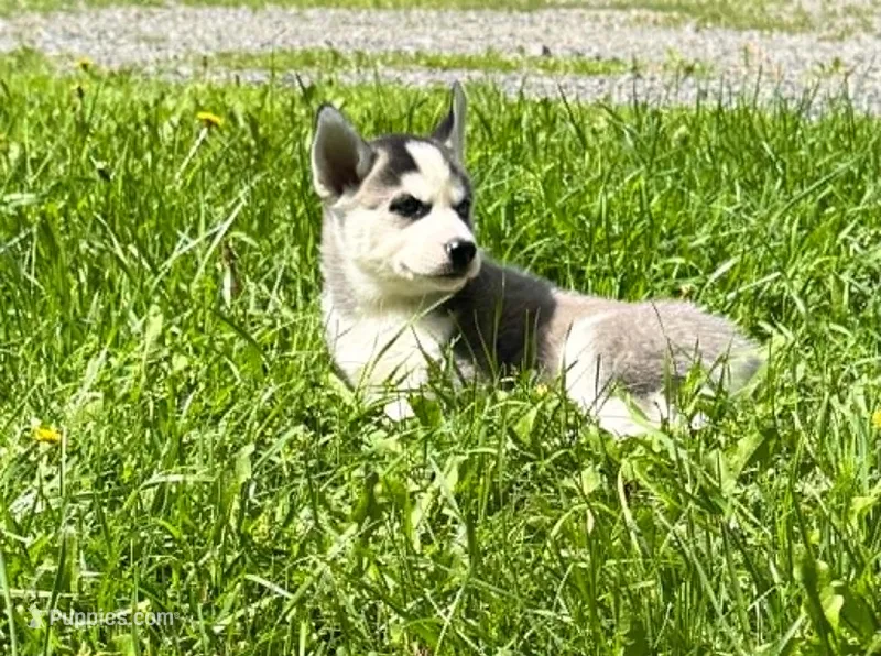 Kova boy 4 – Siberian Husky puppy for sale in Pittsville, WI
