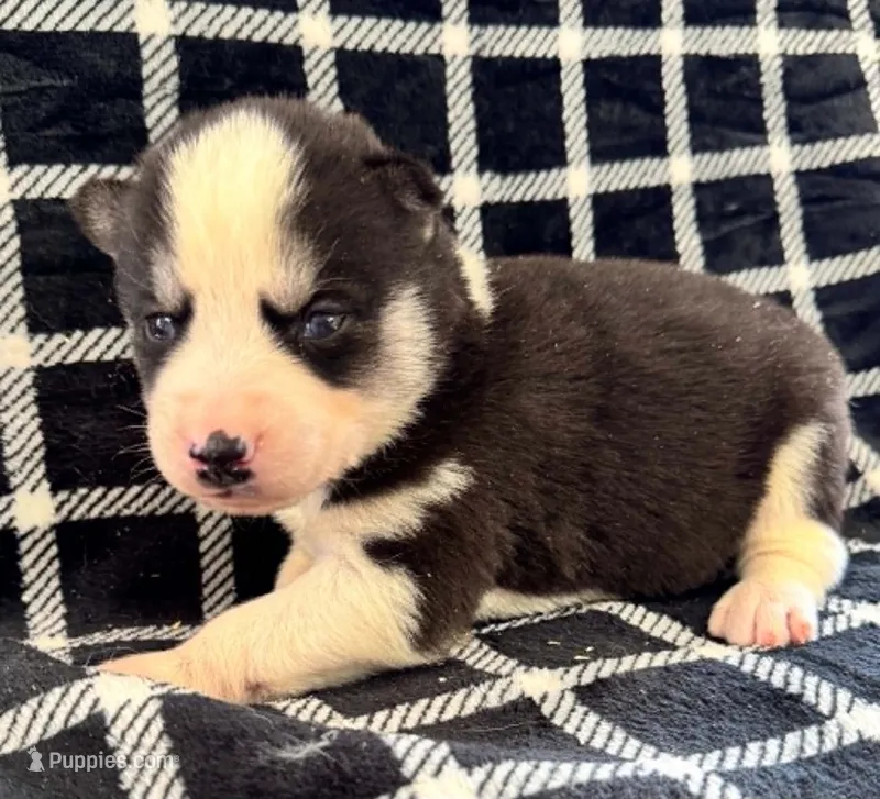 Kova boy 5 – Siberian Husky puppy for sale in Pittsville, WI