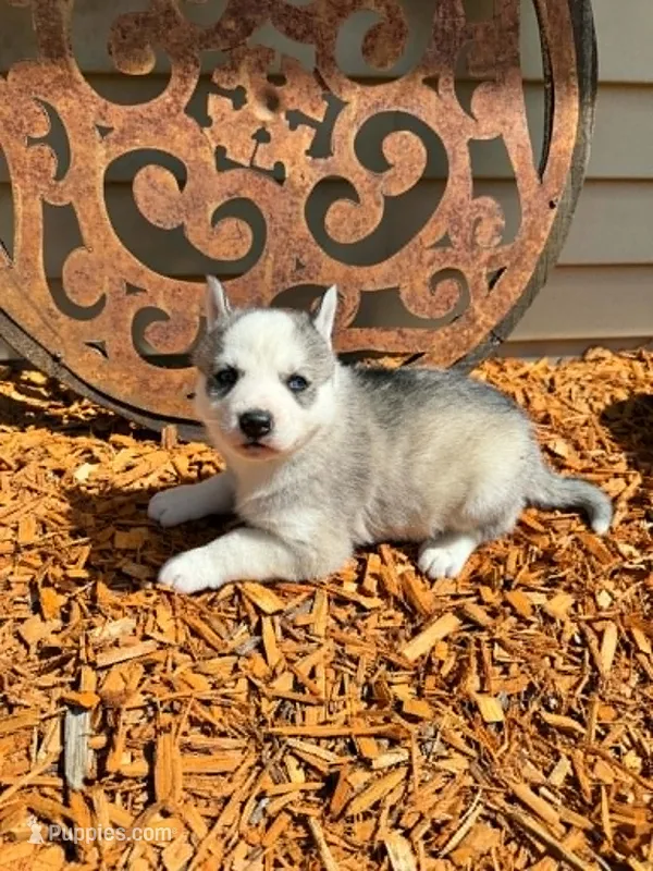 Boba boy 4 – Siberian Husky puppy for sale in Pittsville, WI