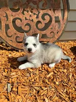 Boba boy 4, a male Siberian Husky for sale in Pittsville, WI – 2 of 6