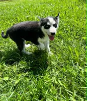 Kova girl 3, a female Siberian Husky for sale in Pittsville, WI – 3 of 8