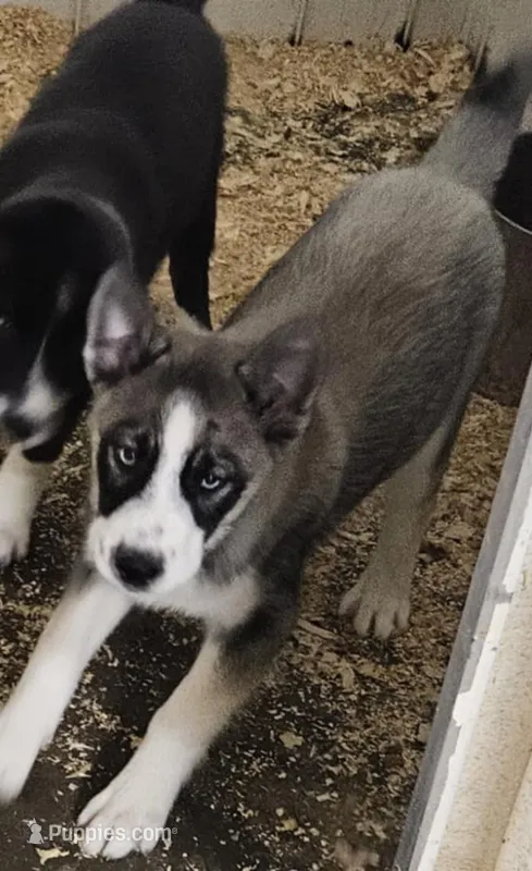 Nightmare boy 3 – Siberian Husky puppy for sale in Pittsville, WI