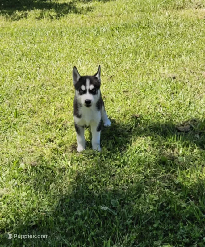 Kova girl 1 – Siberian Husky puppy for sale in Pittsville, WI