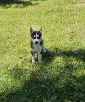 Kova girl 1, a female Siberian Husky for sale in Pittsville, WI – 2 of 10