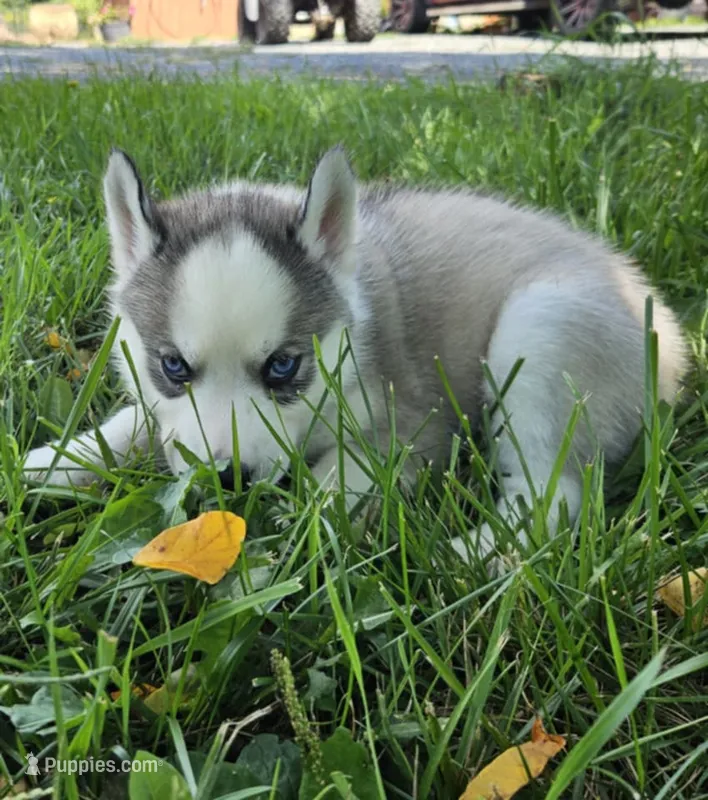 Annabelle boy 3 – Siberian Husky puppy for sale in Pittsville, WI