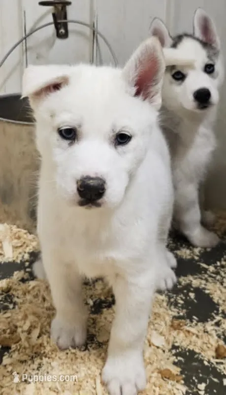 Luna boy 1 – Siberian Husky puppy for sale in Pittsville, WI