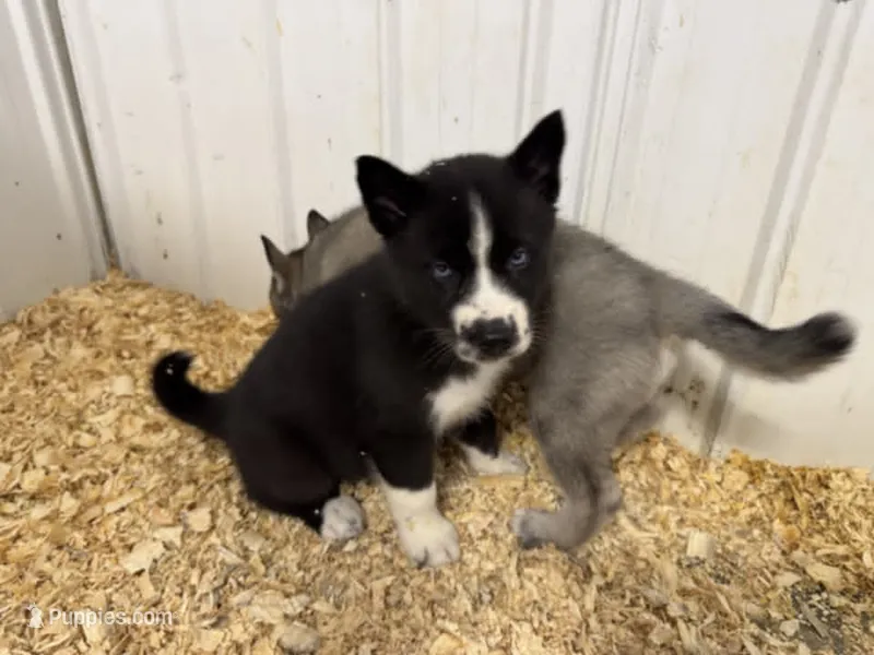 Nightmare boy 4 – Siberian Husky puppy for sale in Pittsville, WI
