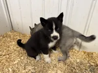 Nightmare boy 4, a male Siberian Husky for sale in Pittsville, WI – 1 of 4