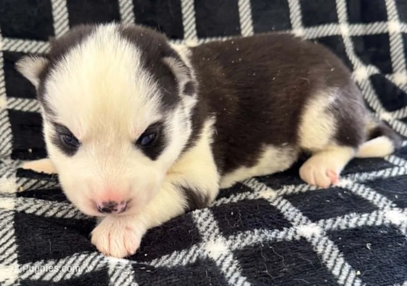 Boba boy 5 – Siberian Husky puppy for sale in Pittsville, WI
