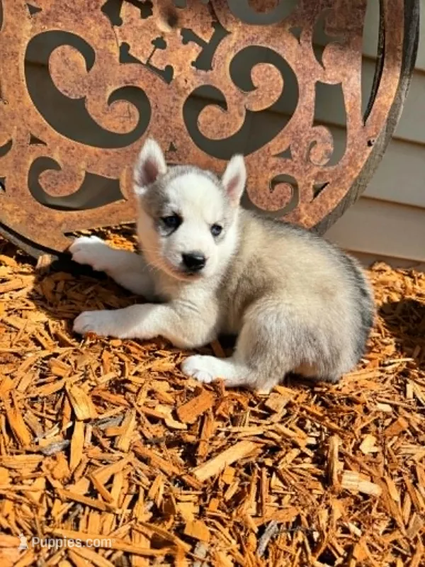 Boba boy 1 – Siberian Husky puppy for sale in Pittsville, WI