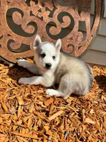Boba boy 1, a male Siberian Husky for sale in Pittsville, WI – 2 of 6