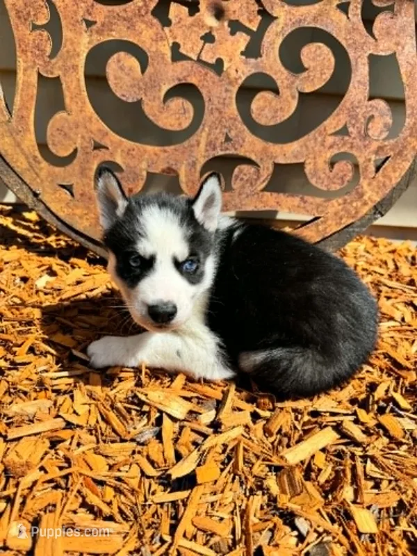 Kova boy 6 – Siberian Husky puppy for sale in Pittsville, WI