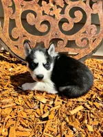 Kova boy 6, a male Siberian Husky for sale in Pittsville, WI – 4 of 9