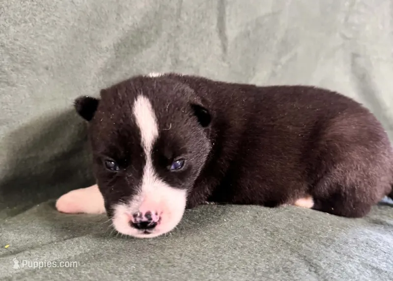 Nightmare boy 2 – Siberian Husky puppy for sale in Pittsville, WI