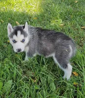 Annabelle boy 4, a male Siberian Husky for sale in Pittsville, WI – 1 of 1