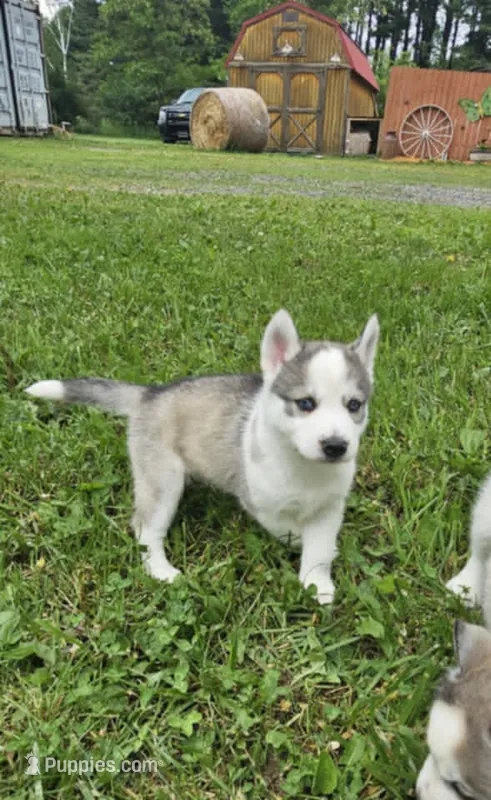 Boba boy 2 – Siberian Husky puppy for sale in Pittsville, WI